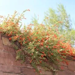 Orange Carpet® Creeping Hummingbird Trumpet (Zauschneria) -Garden Plant Store orange carpet creeping hummingbird trumpet zauschneria hanging garden flowers
