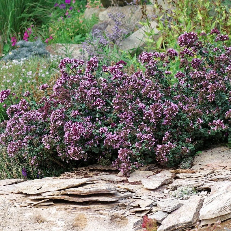 Rotkugel Ornamental Oregano 8 Rotkugel Ornamental Oregano - Image 6