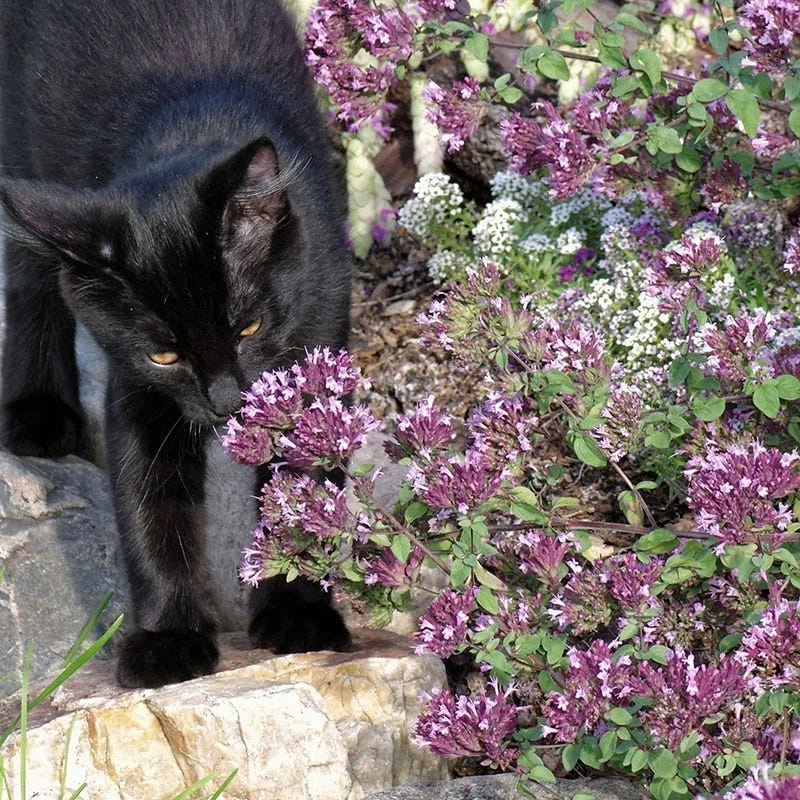 Rotkugel Ornamental Oregano 4 Rotkugel Ornamental Oregano - Image 2