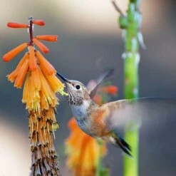 Dwarf Red Hot Poker -Garden Plant Store pam koch hummingbird and kniphofia az