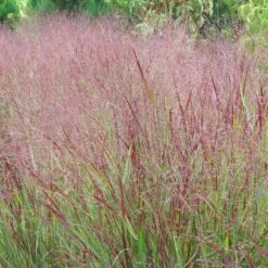 Shenandoah Switch Grass -Garden Plant Store panicum shenandoah hni 1 cropped