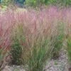 Shenandoah Switch Grass -Garden Plant Store panicum shenandoah hni cropped