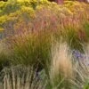 Ruby Ribbons® Prairie Switchgrass -Garden Plant Store panicum virgatum ruby ribbons