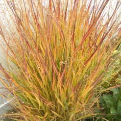 Ruby Ribbons® Prairie Switchgrass -Garden Plant Store panicum virgatum ruby ribbons 2 1