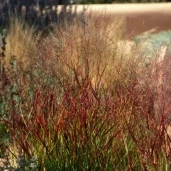 Shenandoah Switch Grass -Garden Plant Store panicum virgatum shenandoah 74540 1