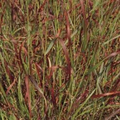 Shenandoah Switch Grass -Garden Plant Store panicum virgatum shenandoah 74540 web 2 1