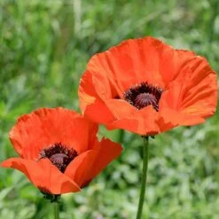 Brilliant Oriental Poppy -Garden Plant Store papaver orientale brilliant oriental poppy
