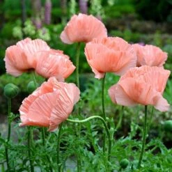 Princess Louise Oriental Poppy -Garden Plant Store papaver orientale princess louise oriental poppy 2