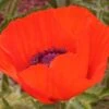 Brilliant Oriental Poppy -Garden Plant Store papaver brilliant andrea ogden web 1 1