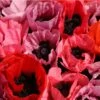Fruit Punch Oriental Poppy 2 Fruit Punch Oriental Poppy -Garden Plant Store papaver fruit punch oriental poppy 1