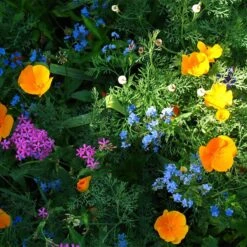 Partial Shade Wildflower Seed Mix -Garden Plant Store partial shade wildflower mix 1