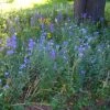 Partial Shade Wildflower Seed Mix 1 Partial Shade Wildflower Seed Mix -Garden Plant Store partialshademix 2