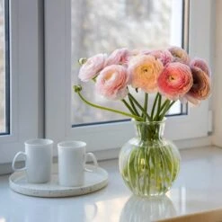Pastel Ranunculus Mix -Garden Plant Store pastel ranunculus mix pastel persian buttercup mix window still vase