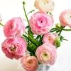 Pastel Ranunculus Mix -Garden Plant Store pastel ranunculus mix vase pink peach white
