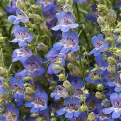 Blue Lips Penstemon -Garden Plant Store penstemon blue lips beardtongue