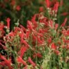 Compact Pineleaf Penstemon -Garden Plant Store penstemon compactum close up