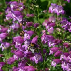 Pike's Peak Purple® Penstemon -Garden Plant Store penstemon mexicali pikes peak flowers pollinator