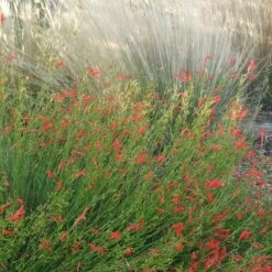 Pineleaf Penstemon 8 Pineleaf Penstemon -Garden Plant Store penstemon pinifolious with nassella cropped