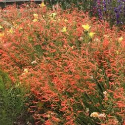 Luminous Pineleaf Penstemon -Garden Plant Store penstemon pinifolius luminous