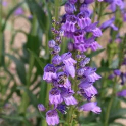 Rocky Mountain Penstemon -Garden Plant Store penstemon strictus 2