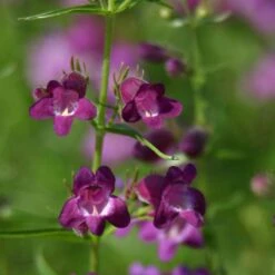Pike's Peak Purple® Penstemon -Garden Plant Store penstemon x mexicali pikes peak purple pathayward plant select cropped