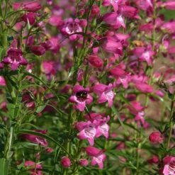 Red Rocks® Penstemon -Garden Plant Store penstemon x mexicali red rocks 21 plant select 1
