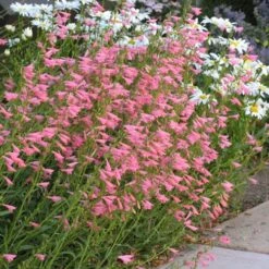 Elfin Pink Penstemon -Garden Plant Store penstemon barbatus elfin pink 75718 2 web