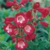 Rubycunda Penstemon -Garden Plant Store penstemon barbatus rubycunda 75802 web