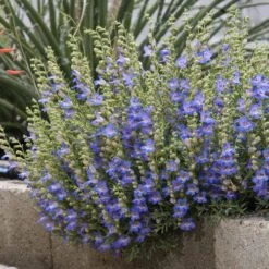 Blue Lips Penstemon -Garden Plant Store penstemon blue lips 78798 2 web