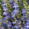 Blue Lips Penstemon -Garden Plant Store penstemon blue lips 78798 4 web