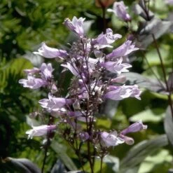 Dark Towers Penstemon -Garden Plant Store penstemon dark towers flowers 35