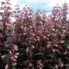 Dark Towers Penstemon -Garden Plant Store penstemon dark towers 1b
