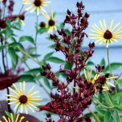 Dark Towers Penstemon -Garden Plant Store penstemon dark towers 3b
