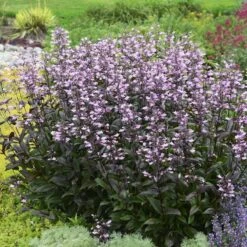 Dark Towers Penstemon -Garden Plant Store penstemon dark towers walters gardens cropped