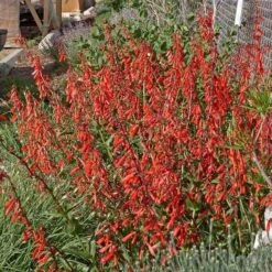Firecracker Penstemon Richfield Strain -Garden Plant Store penstemon eatonii richfield ut in flwrcc cropped