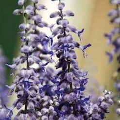 Lacey Blue Russian Sage -Garden Plant Store perovskia atriplicifolia lacy blue 76615 1 web