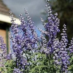 Lacey Blue Russian Sage -Garden Plant Store perovskia atriplicifolia lacy blue 76615 2 web