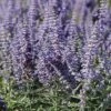 Lacey Blue Russian Sage -Garden Plant Store perovskia atriplicifolia lacy blue 76615 3 web