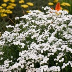 Peter Cottontail Yarrow -Garden Plant Store peter cottontail yarrow 2 4