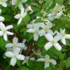 Desert Snow Mock Orange (Philadelphus) -Garden Plant Store philadelphus microphyllus desert snow