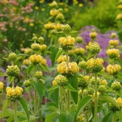 Hardy Jerusalem Sage (Phlomis) -Garden Plant Store phlomis russeliana lampwick plant jerusalum sage 2