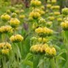 Hardy Jerusalem Sage (Phlomis) -Garden Plant Store phlomis russeliana lampwick plant jerusalum sage 3