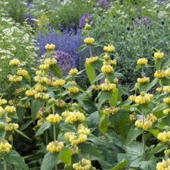Hardy Jerusalem Sage (Phlomis) -Garden Plant Store phlomis russeliana lampwick plant jerusalum sage 4