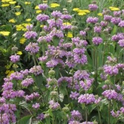 Kashmir False Sage (Phlomis) -Garden Plant Store phlomis cashmeriana 77103 1 web