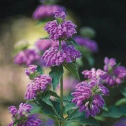 Kashmir False Sage (Phlomis) -Garden Plant Store phlomis cashmeriana 77103 2 web