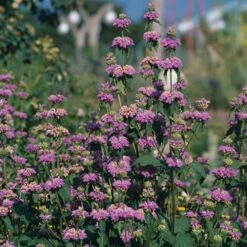 Kashmir False Sage (Phlomis) -Garden Plant Store phlomis cashmeriana 77103 3 web