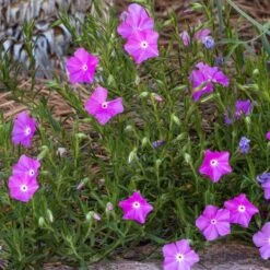 Perfect Pink Santa Fe Phlox -Garden Plant Store phlox nana perfect pink 1
