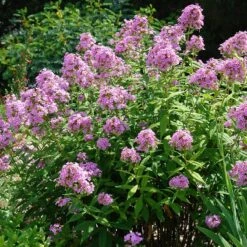 Jeana Garden Phlox -Garden Plant Store phlox paniculata jeana flowers