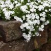 Snowflake Creeping Phlox 1 Snowflake Creeping Phlox -Garden Plant Store phlox subulata snowflake 1