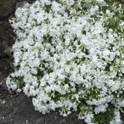 Snowflake Creeping Phlox -Garden Plant Store phlox subulata snowflake 3